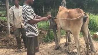 国产养牛视频大全,揭秘现代牧场养殖技艺与风采